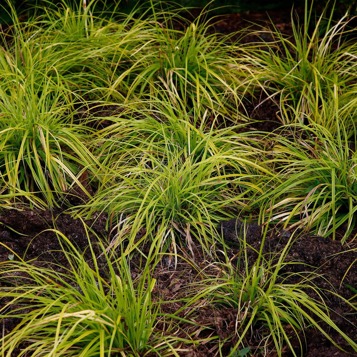 Green boutiQ - Siergrassen -  Carex oshimensis Everillo - Geel - 2 Planten - Bladhoudend - Weinig Onderhoud - Pot 17cm Hoogte 50cm