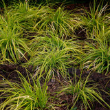 Green boutiQ - Siergrassen -  Carex oshimensis Everillo - Geel - 2 Planten - Bladhoudend - Weinig Onderhoud - Pot 17cm Hoogte 50cm