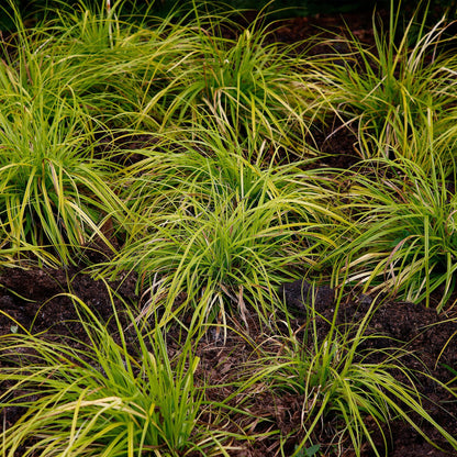 Green boutiQ - Siergrassen -  Carex oshimensis Everillo - Geel - 2 Planten - Bladhoudend - Weinig Onderhoud - Pot 17cm Hoogte 50cm