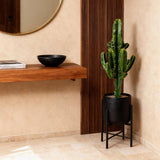 Green boutiQ - Kamerplant - Euphorbia eritrea - Afrikaanse melkboom - Weinig onderhoud - Groen - 1 - Pot 17cm - Hoogte 60cm