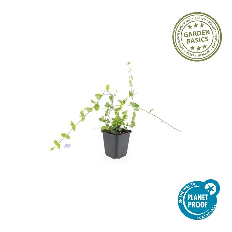 24x Vinca minor 'Blue and Gold' - ↕10-25cm - Ø9cm