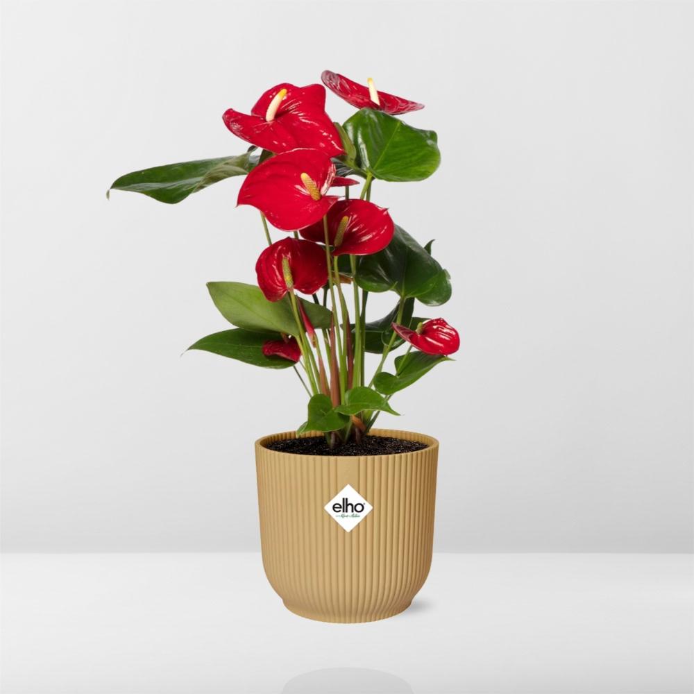 Flamingoplant / Anthurium – ↕30cm – ⌀14cm – in gele pot