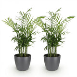 Chamaedorea elegans - Goudpalm - Huisdiervriendelijke Plant - Groen - 2 Planten - met Potter Grijs - Pot 12cm - Hoogte 15cm