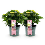 Green boutiQ - Terrasplant - Hortensia - Hydrangea Magical Revolution Pink - Pink - 6-10 Bloemen - 2 Planten - Pot 23cm Hoogte 55cm