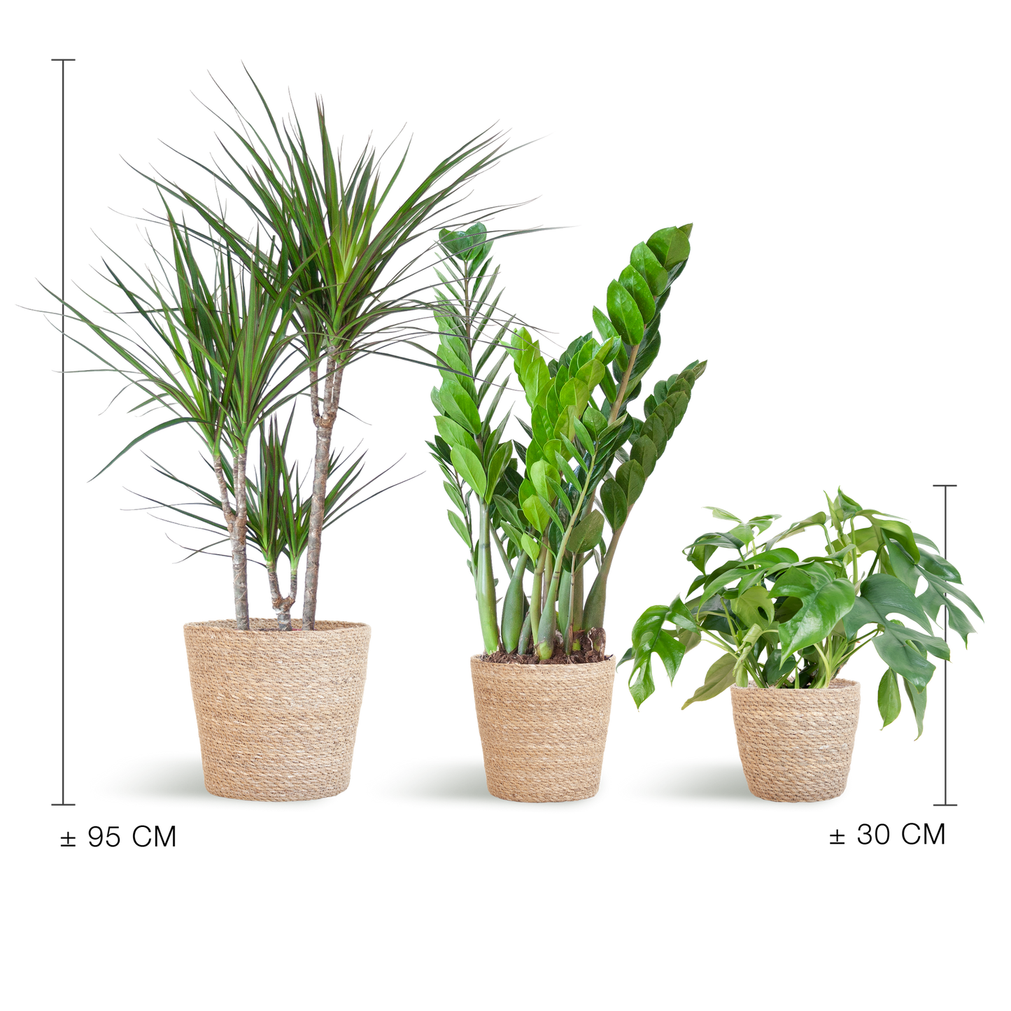 Schaduw Plantenset - incl. Manden
