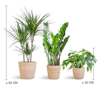 Schaduw Plantenset - incl. Manden