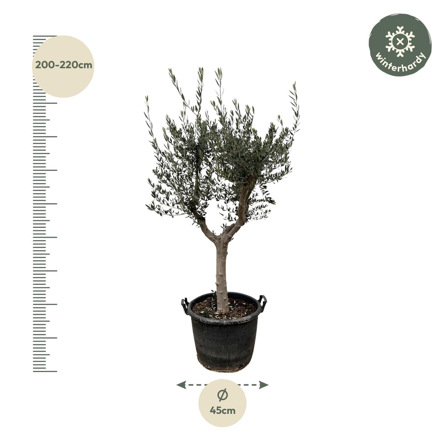 Olijfboom / Olea Europaea Cultivo - ↕220cm- Ø40cm