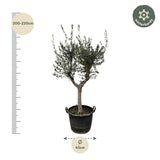 Olijfboom / Olea Europaea Cultivo – ↕220cm – ⌀40cm – in pot