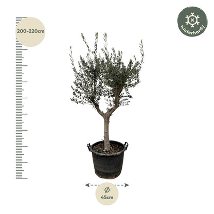 Olijfboom / Olea Europaea Cultivo - ↕220cm- Ø40cm