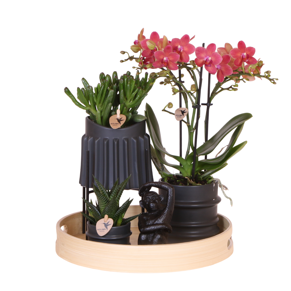 Kolibri Orchids | Gift Set Mellow - Rode Phalaenopsis Orchidee Blossom Congo & Succulenten