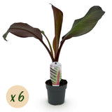 Green boutiQ - Obstpflanze - Bananenpflanze - Ensete ventricosum Maurelli - Winterhart - 6 Pflanzen - Topf 12cm Höhe 30cm