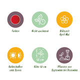 Green boutiQ - Bloembollen - Tulp Triumph Red - Kleur Rood - 15 stuks - Bolmaat 11/12 - XXL Pack