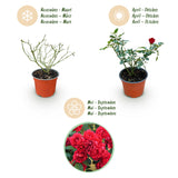 Green boutiQ - Tuin Roos - Rosa Rote The Fairy - Roos - Winterhard - Rood - 3 Planten - Pot 12cm - Hoogte Hoogte 20-25cm