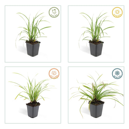 48x Carex morrowii 'Ice Dance' - ↕10-25cm - Ø9cm