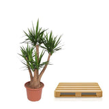 Yucca Elephantipes vertakt - ↕170cm - Ø45cm