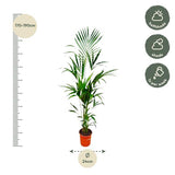Kentia palm XXL - ↕180cm - Ø24cm