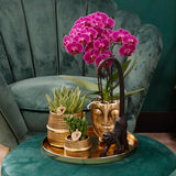 COMBI DEAL 4 paarse Morelia phalaenopsis orchideeën - Ø9cm