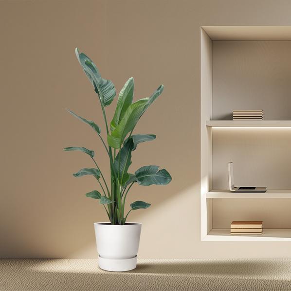 Strelitzia Nicolai XXL - ↕220cm - Ø27cm