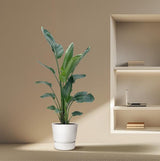 Strelitzia Nicolai XXL - ↕220cm - Ø27cm