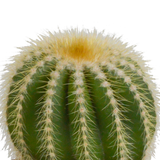 Bolcactus mix 8,5 cm | 3 stuks - in witte pot