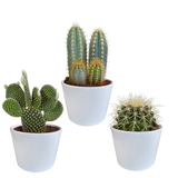 Cactus mix 10.5 cm - 3x - in witte pot