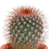 Cactus en vetplanten mix - 15 stuks - Ø5.5cm