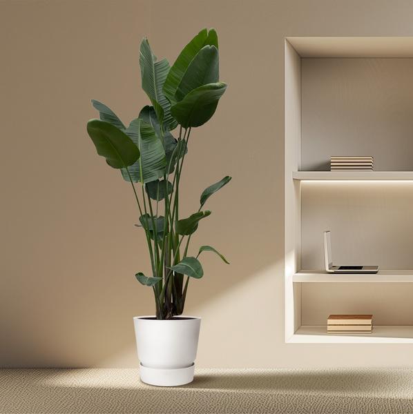 Strelitzia Nicolai XXL - ↕250cm - Ø50cm