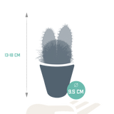 Cactus mix 8.5 cm - 3x - in witte pot