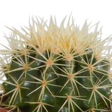 Cactus mix 10.5 cm - 3x - zonder pot