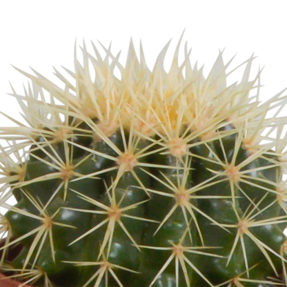 Cactus mix 10.5 cm - 3x - zonder pot