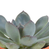 Cactus en vetplanten mix - 15 stuks - Ø5.5cm