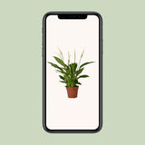 Spathiphyllum Bingo Cupido - ↕45cm - Ø12cm