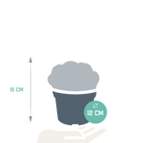 Eriocactus warasii 12cm