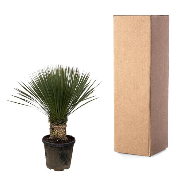 Yucca Rostrata - ↕110cm- Ø35cm