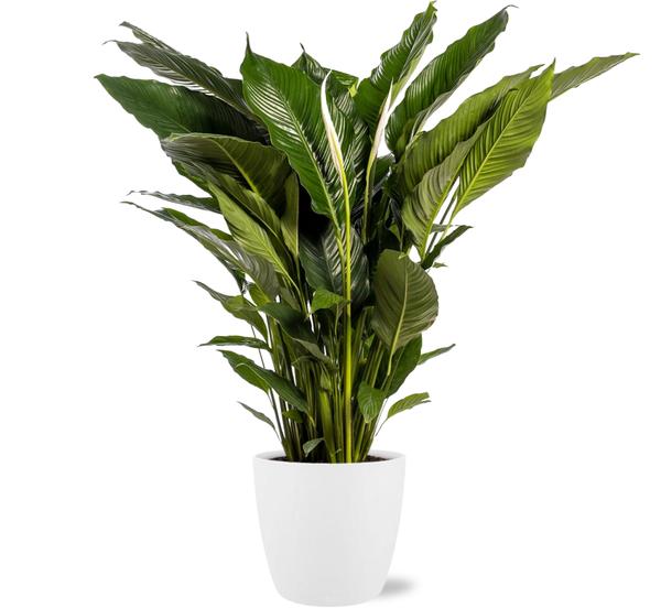 Spathiphyllum Sweet Sebastiano + witte Pot - ↕110cm - Ø24cm