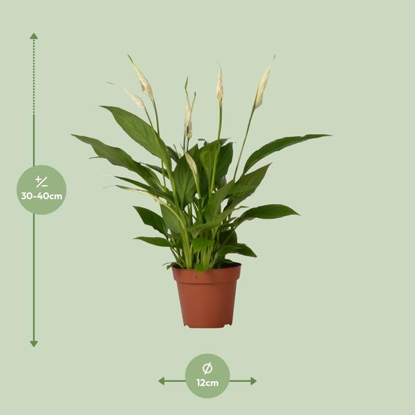 Spathiphyllum Bingo Cupido - ↕45cm - Ø12cm