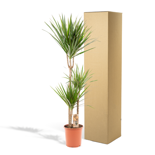 Dracaena Marginata - ↕120cm - Ø21cm