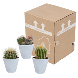 Bolcactus mix 8,5 cm | 3 stuks - in witte pot