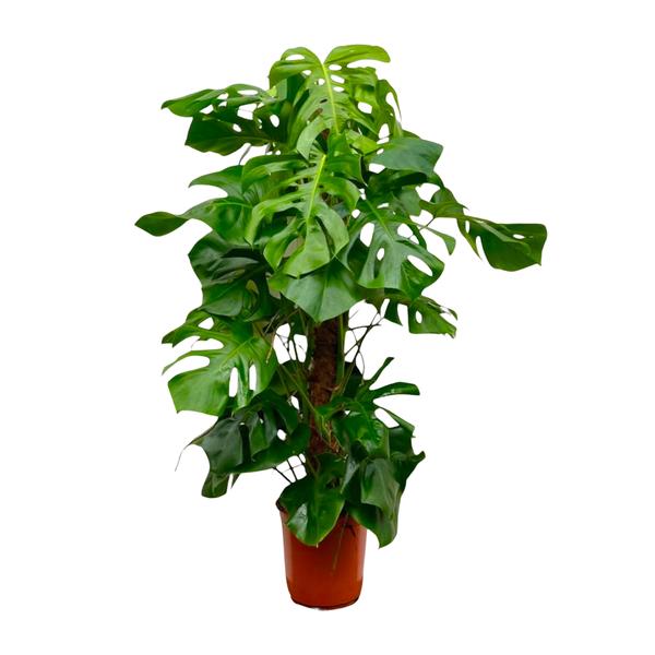 Monstera Deliciosa - ↕150cm - ⌀27