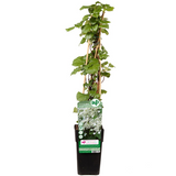 Hydrangea petiolaris - Klimhortensia - ↕65cm - Ø15cm