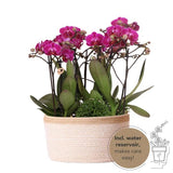 Paarse plantenset in Cotton Basket incl. waterreservoir - 3x paarse orchideeën Morelia Ø9cm + 3x groene planten