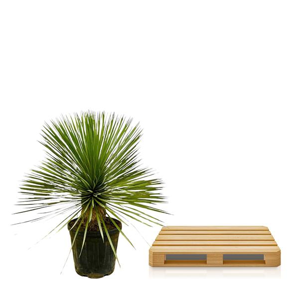 Yucca Rostrata op stam - ↕70cm - Ø27cm