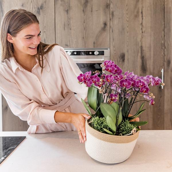 Paarse plantenset in Cotton Basket incl. waterreservoir - 3x paarse orchideeën Morelia Ø9cm + 3x groene planten