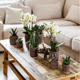 Bali sierpot  - Bruin - Ø6cm