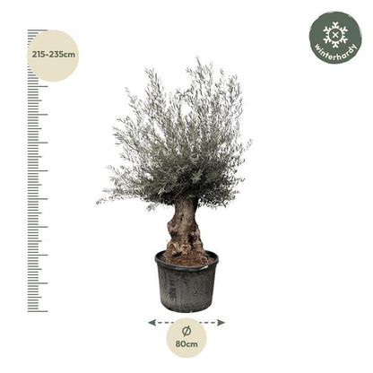 Olijfboom / Olea Europaea Bonsai - ↕225cm- Ø80cm