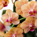 Oranje Phalaenopsis orchidee + Oranje Pot
