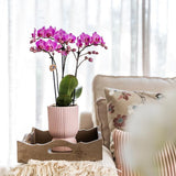 Kolibri Home | Pot diabolo rose - Ø12cm