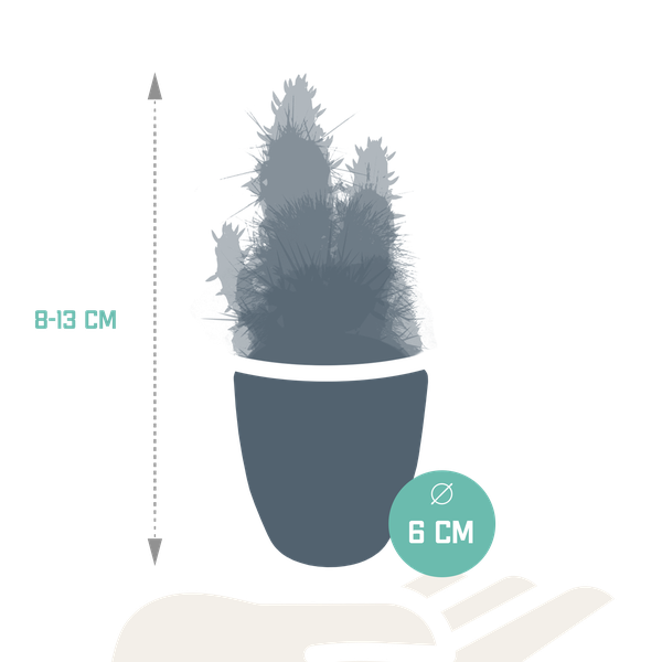 Cactus en vetplanten mix 5.5 cm | 15 stuks - in witte pot