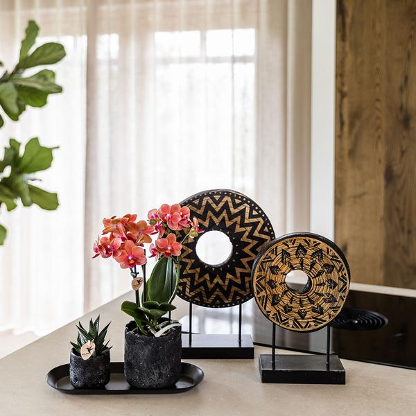 Plantenset Home Hub small | Oranje Phalaenopsis Orchidee Bolzano en Succulent incl. keramieken sierpotten op zwart dienblad