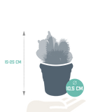 Cactus mix 10.5 cm - 3x - in terracotta pot